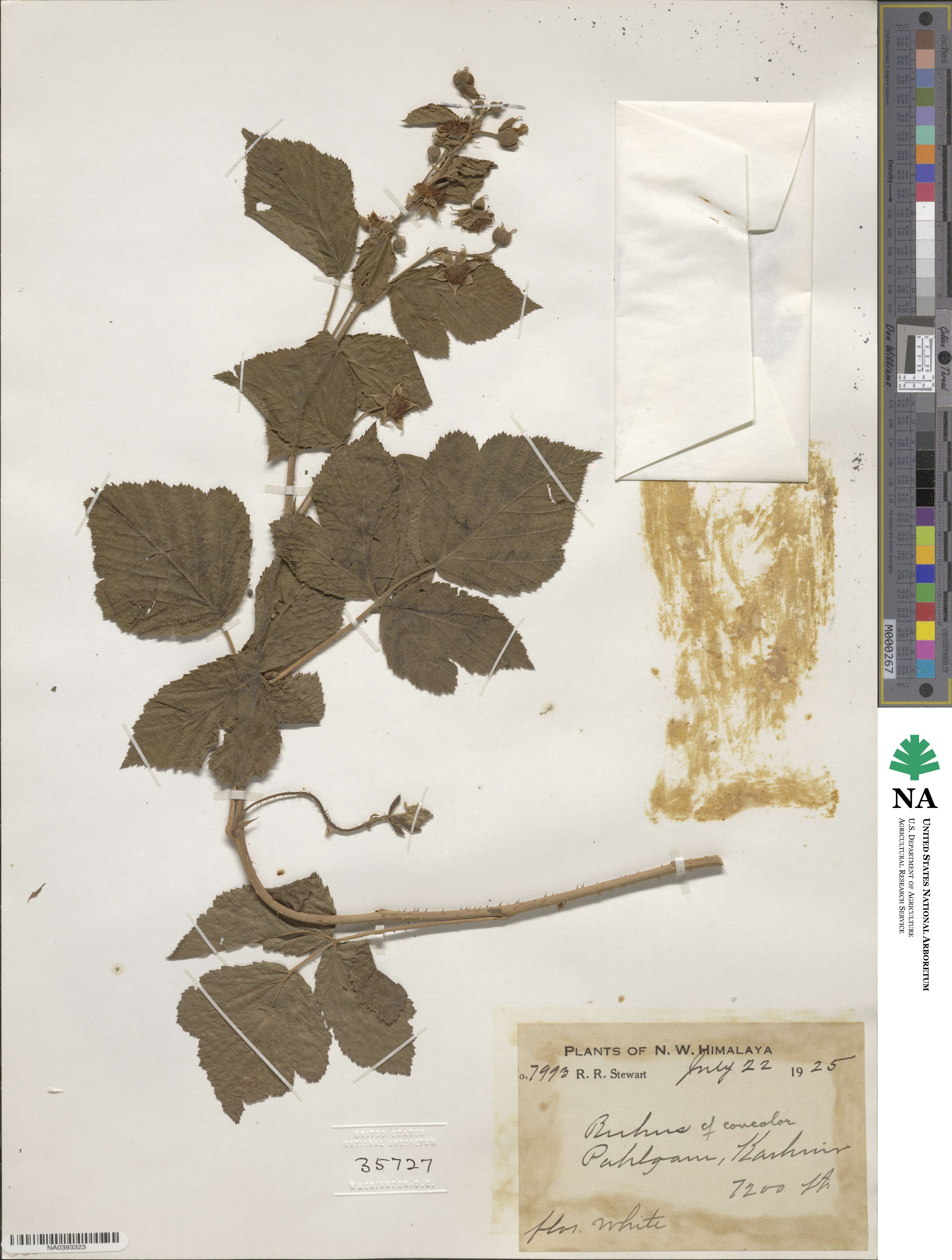 Rubus concolor image