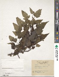 Rubus subcrataegifolius image