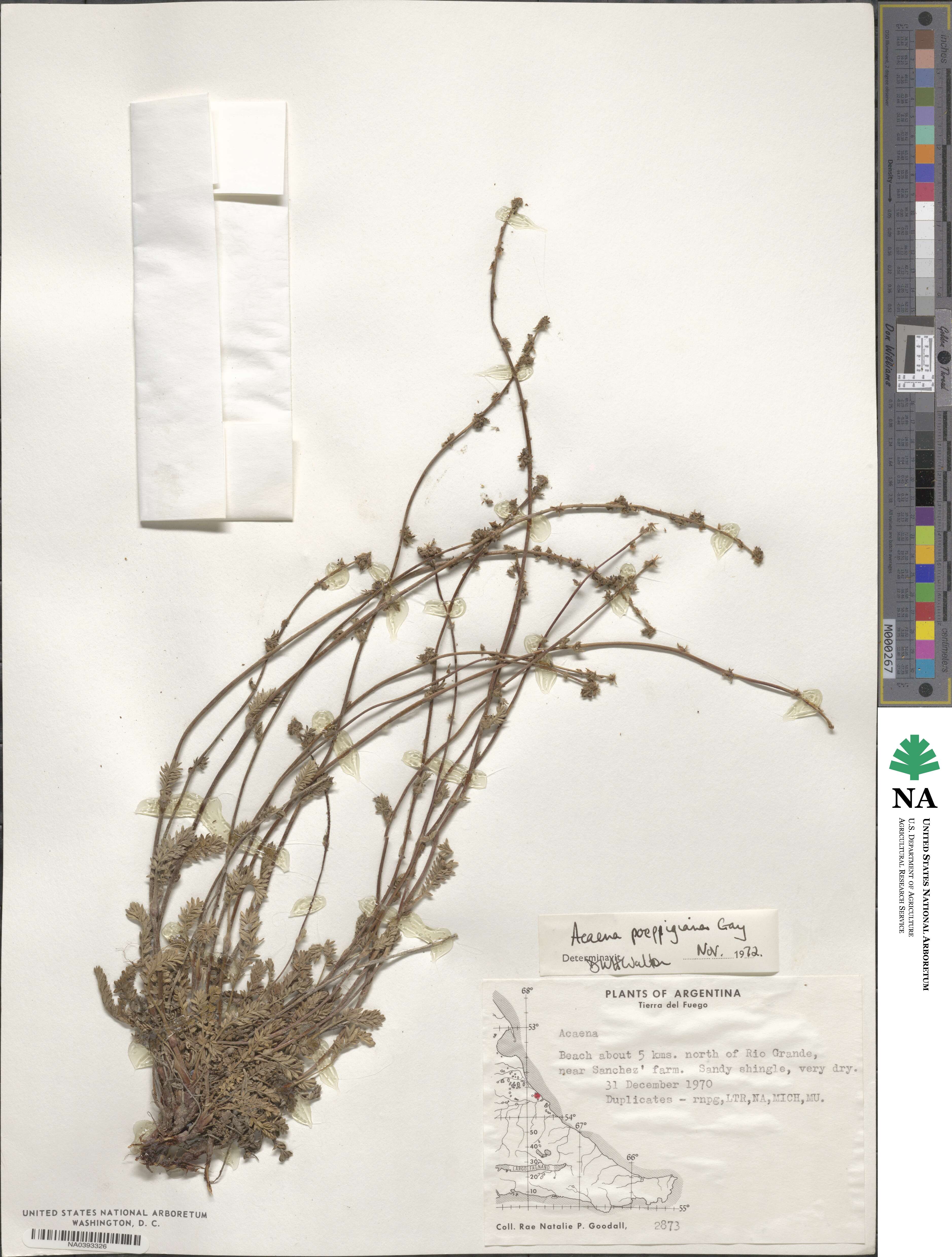 Acaena poeppigiana image