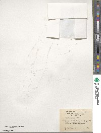 Acaena pumila image