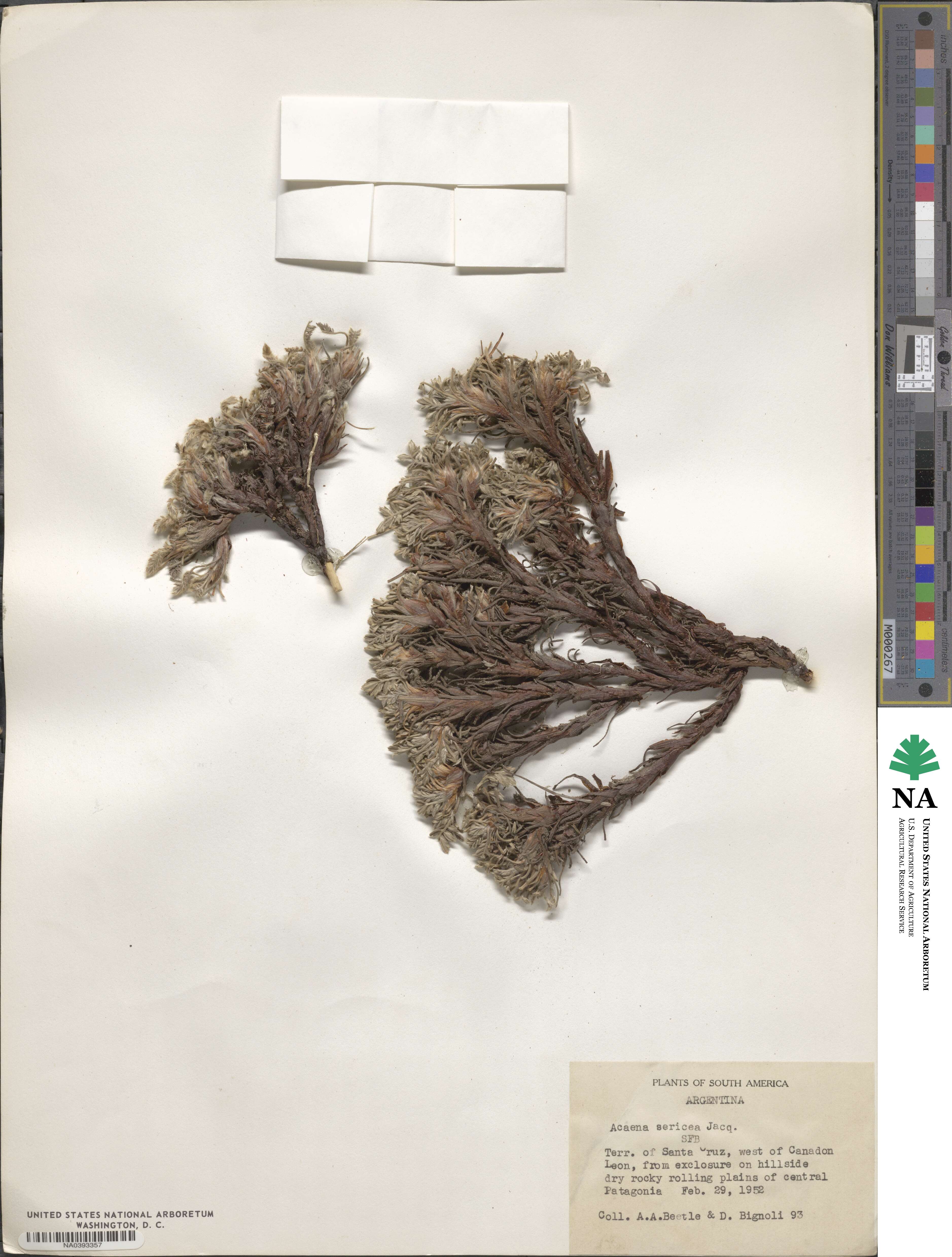 Acaena sericea image