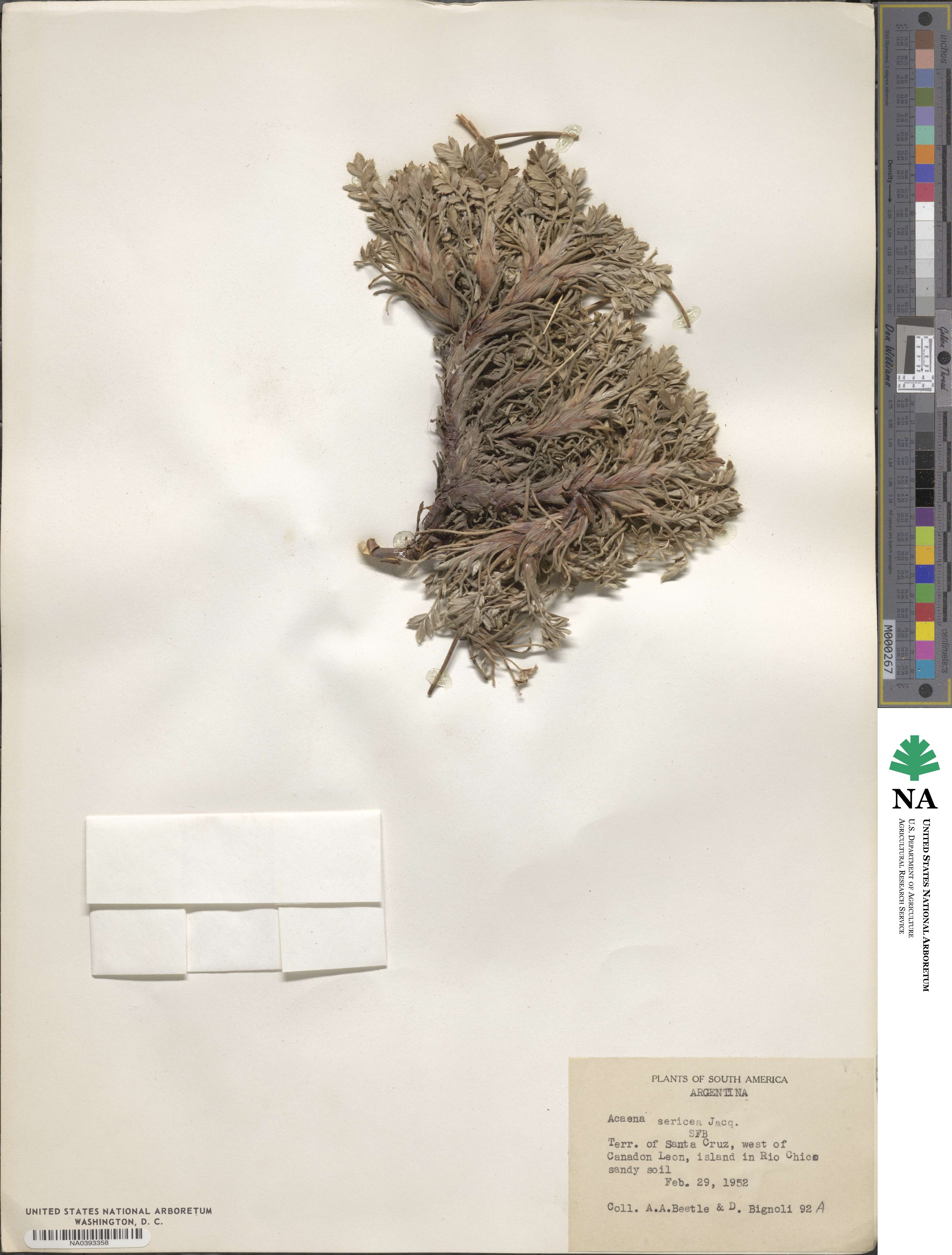 Acaena sericea image