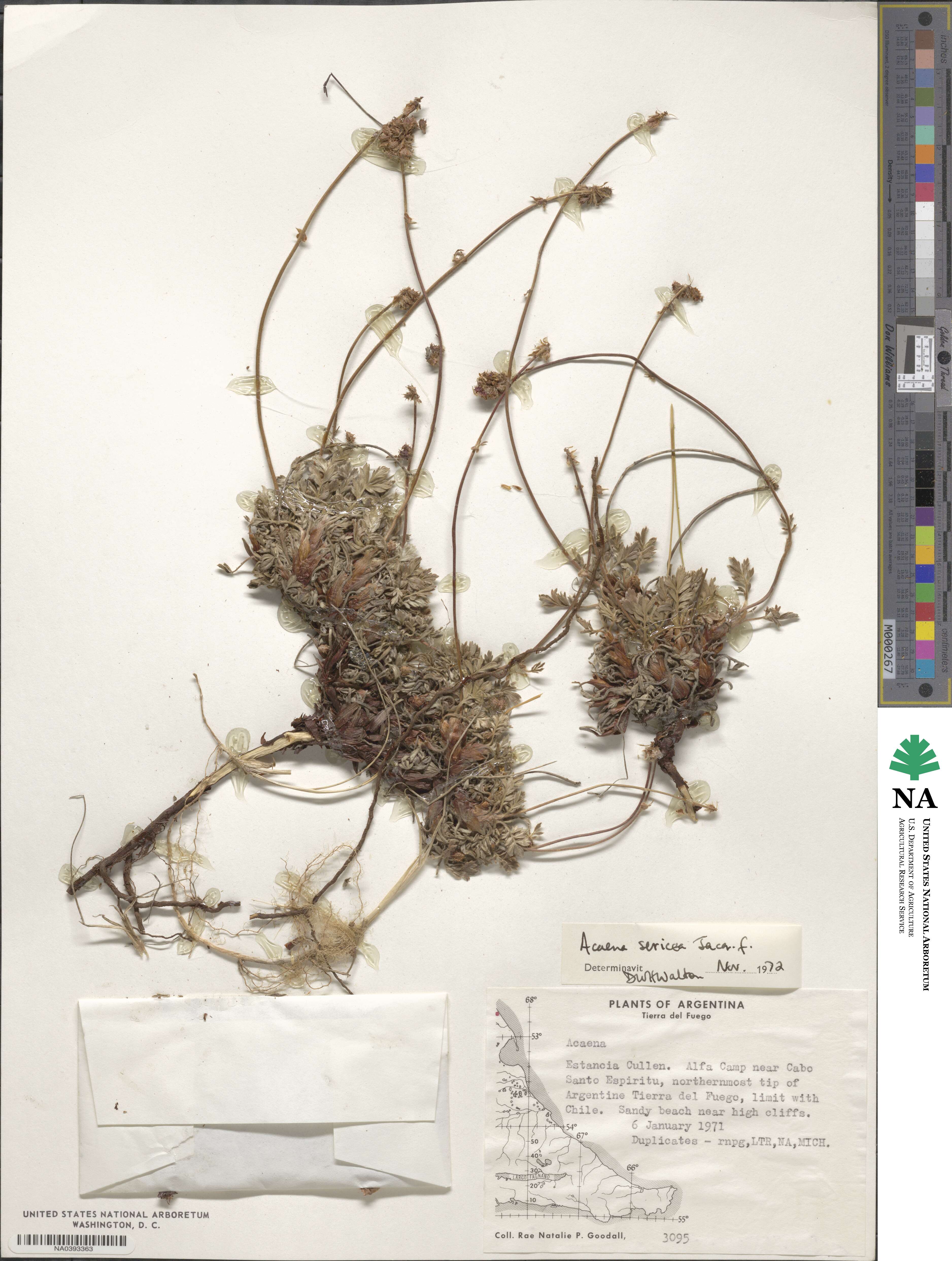 Acaena sericea image