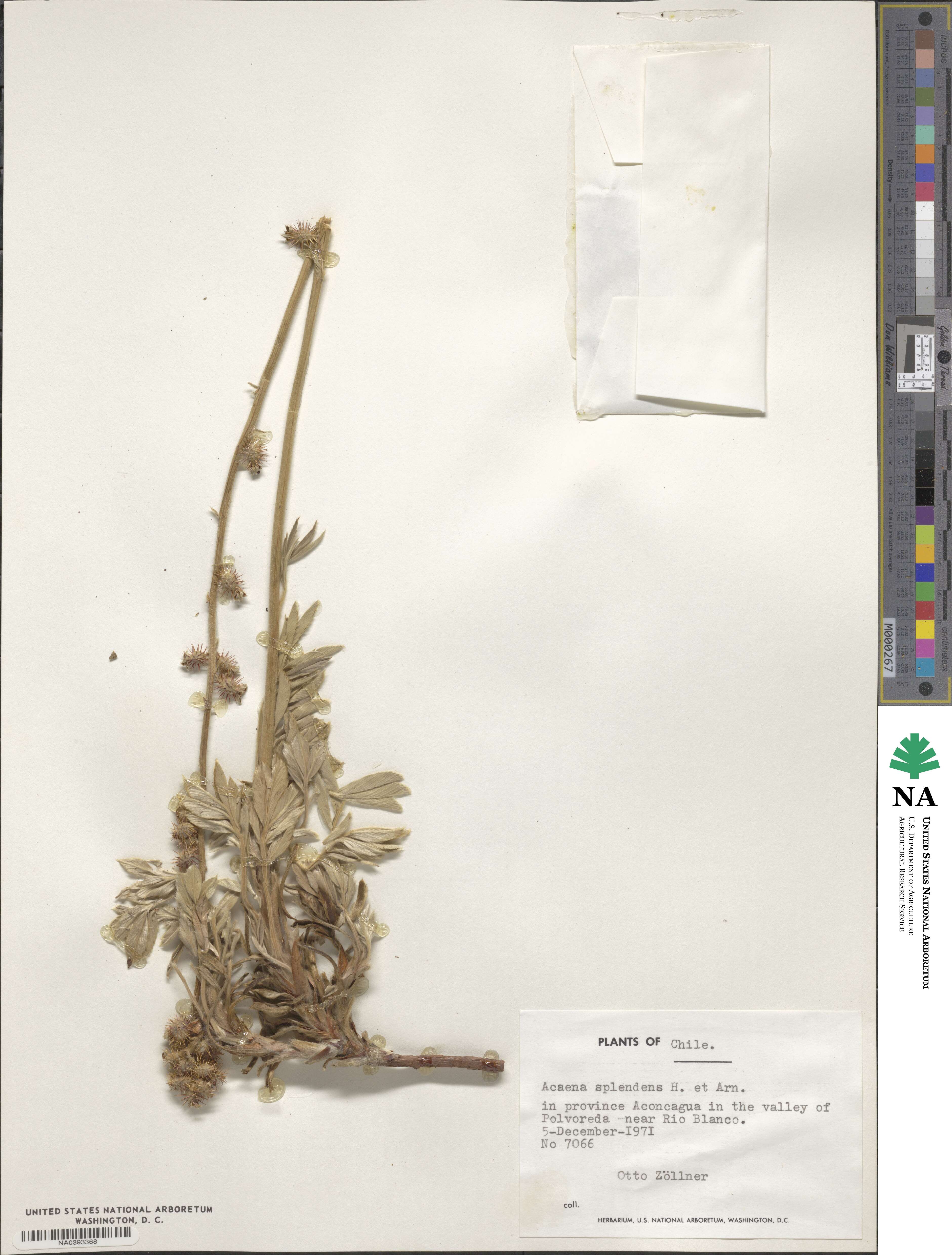 Acaena splendens image
