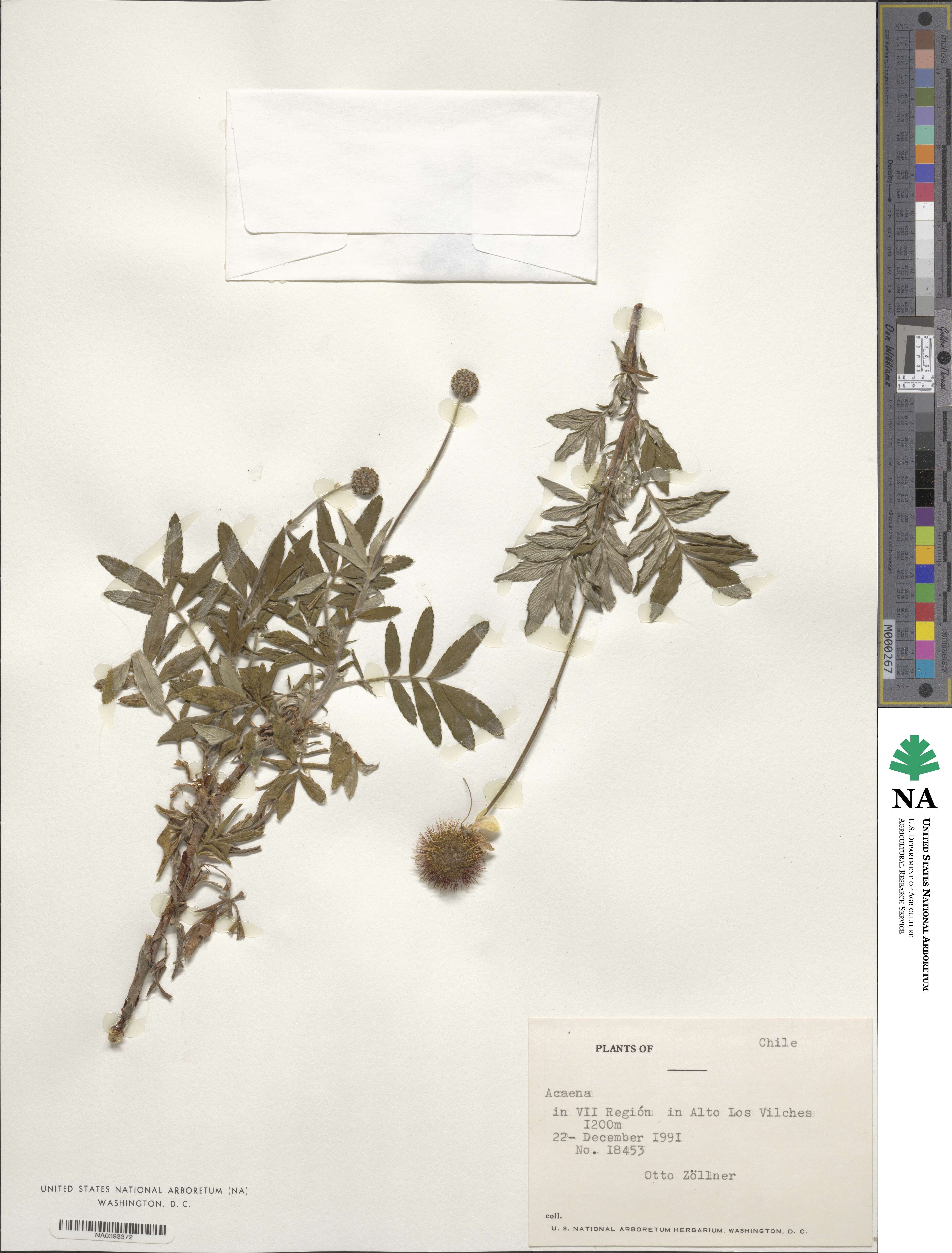 Rosoideae image