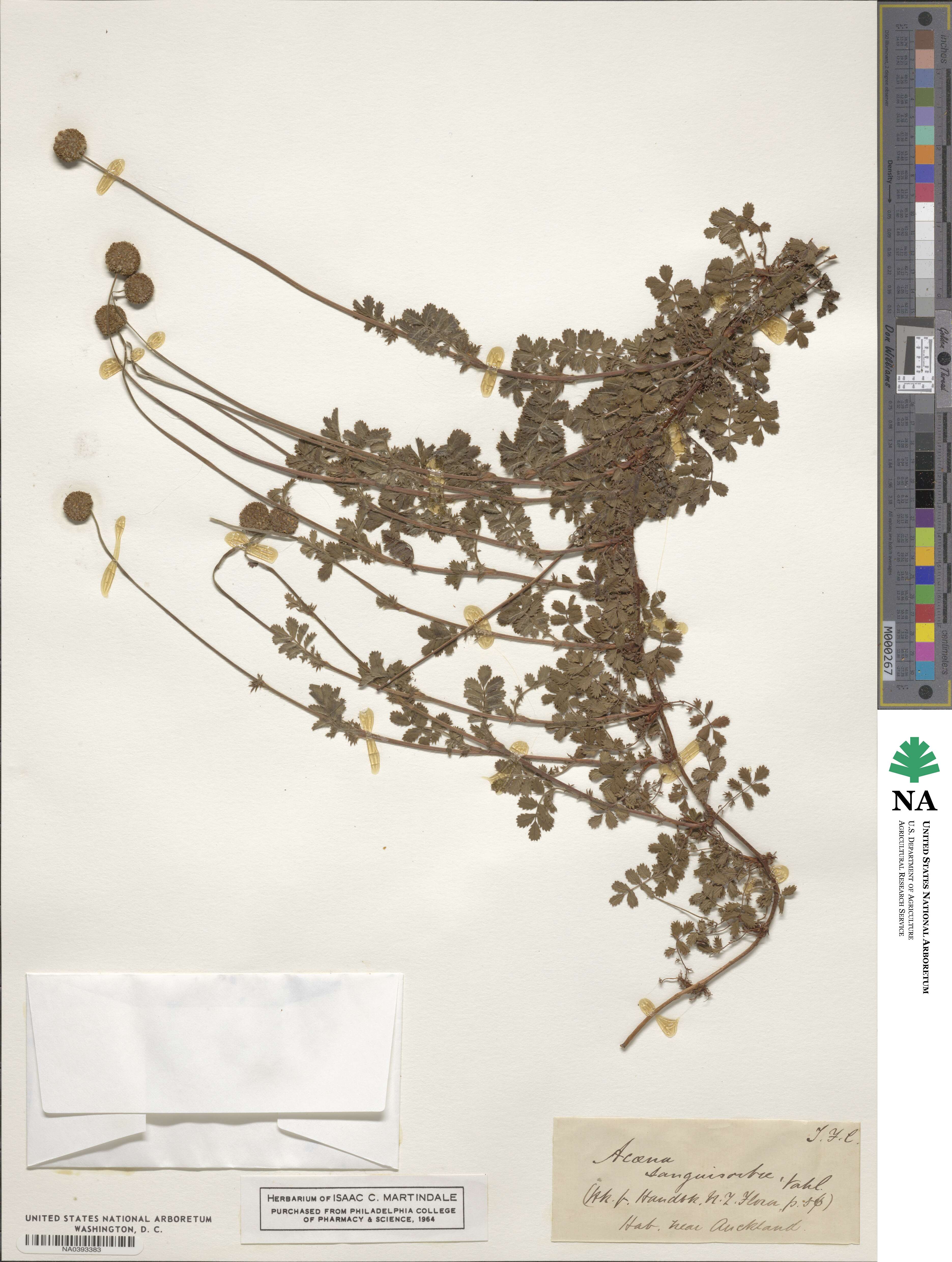 Acaena anserinifolia image