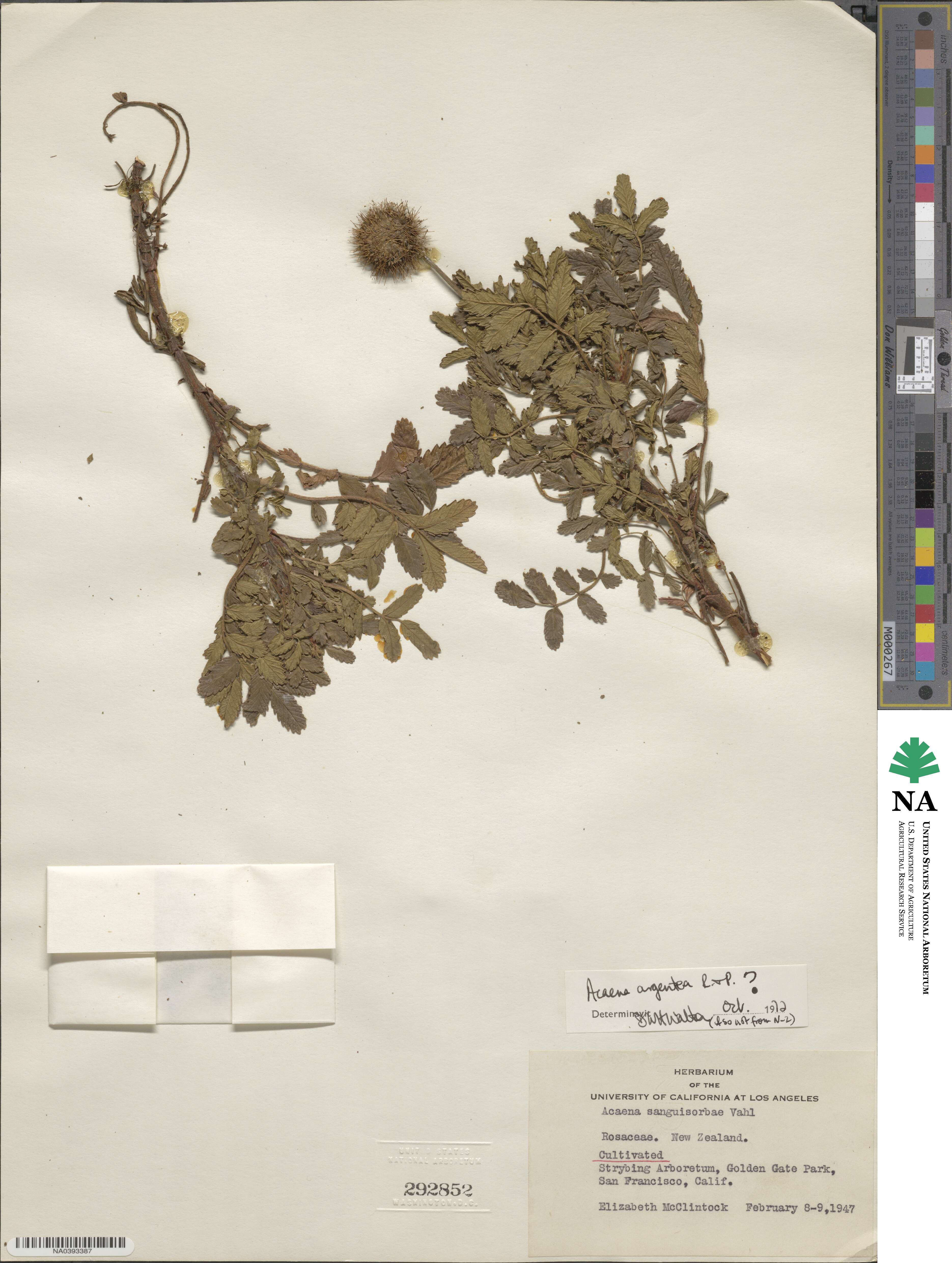 Acaena argentea image