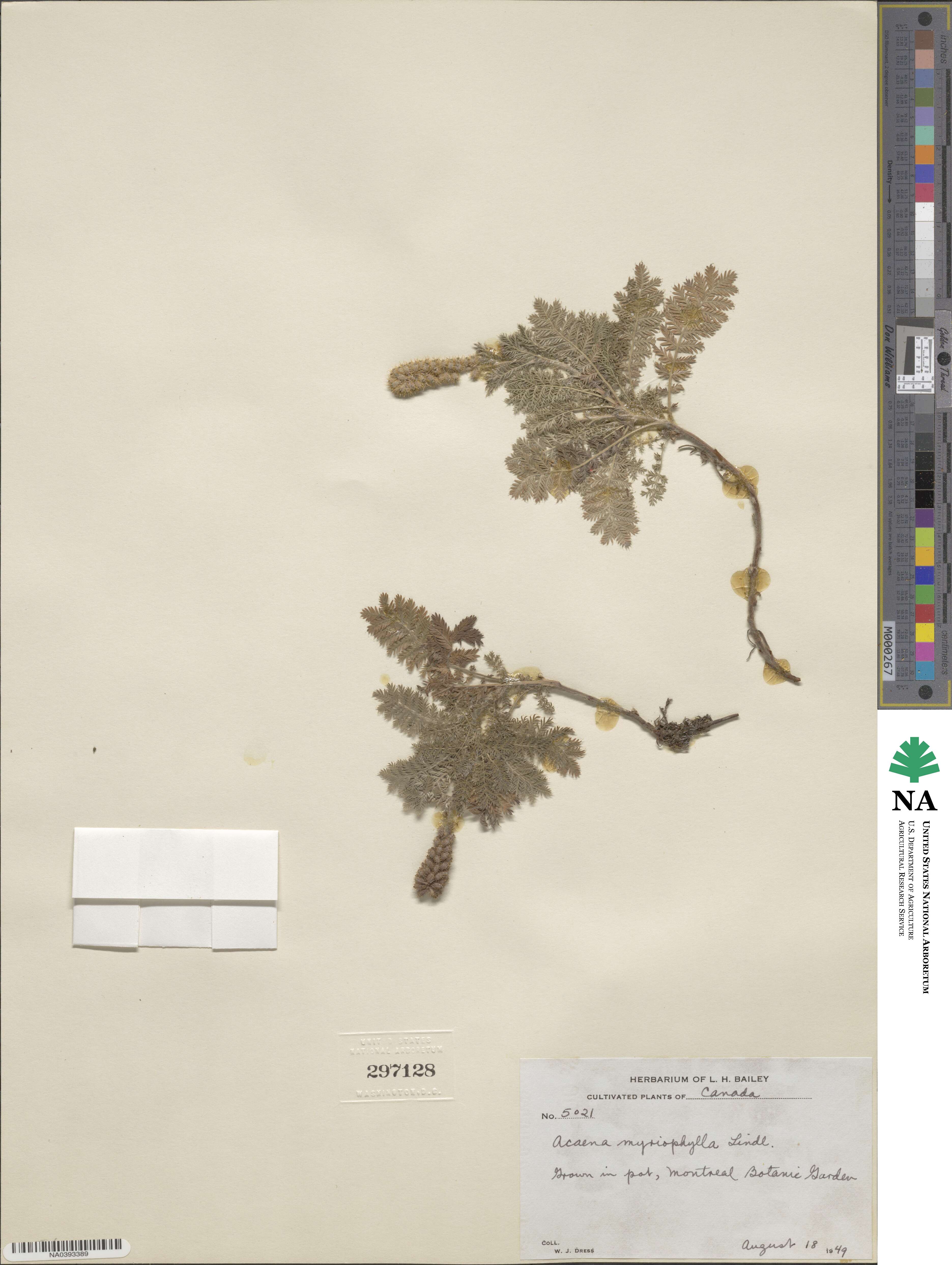 Acaena myriophylla image