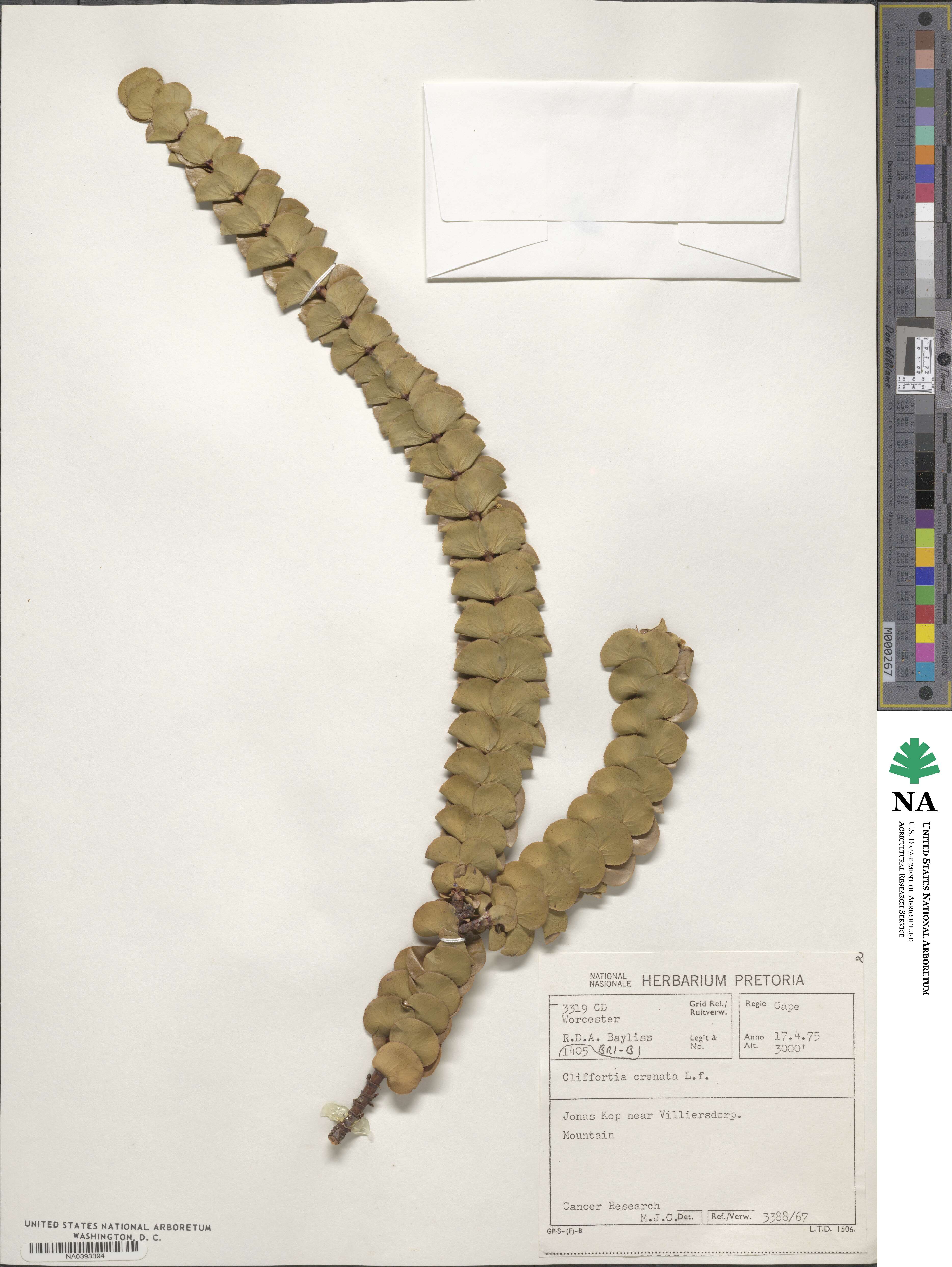 Cliffortia crenata image