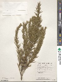 Cliffortia heterophylla image