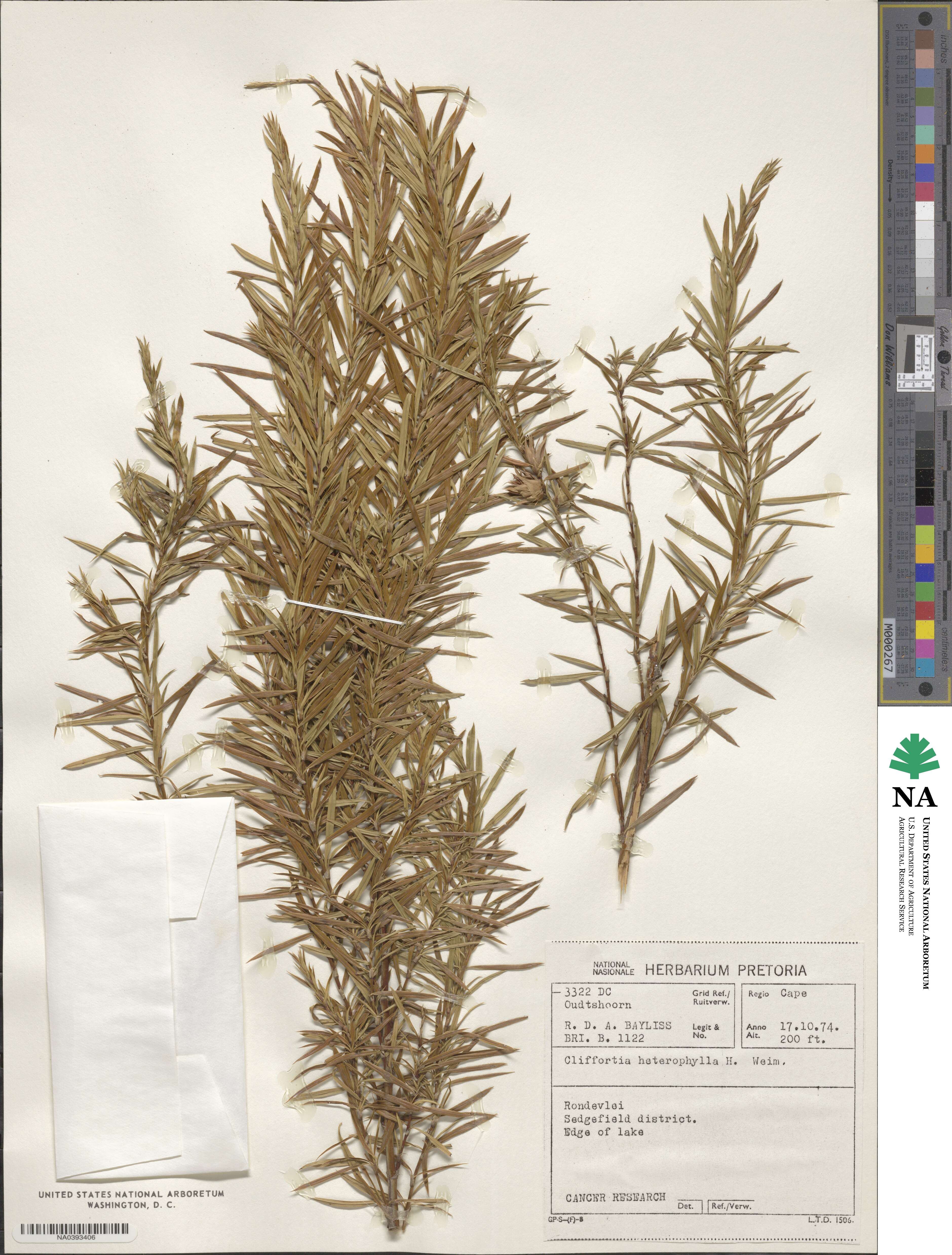 Cliffortia heterophylla image