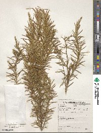 Cliffortia heterophylla image