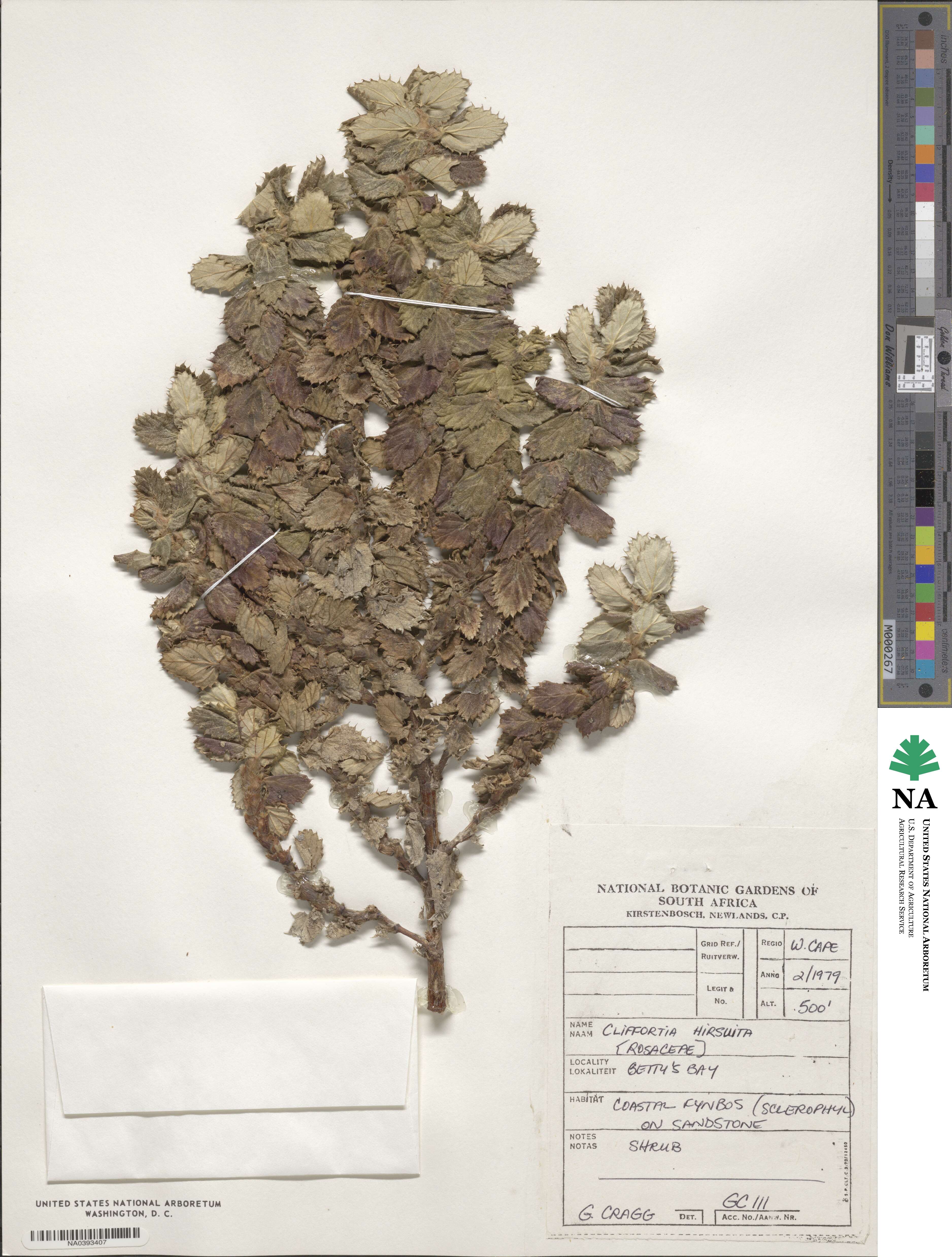 Cliffortia hirsuta image