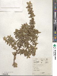 Cliffortia ilicifolia image