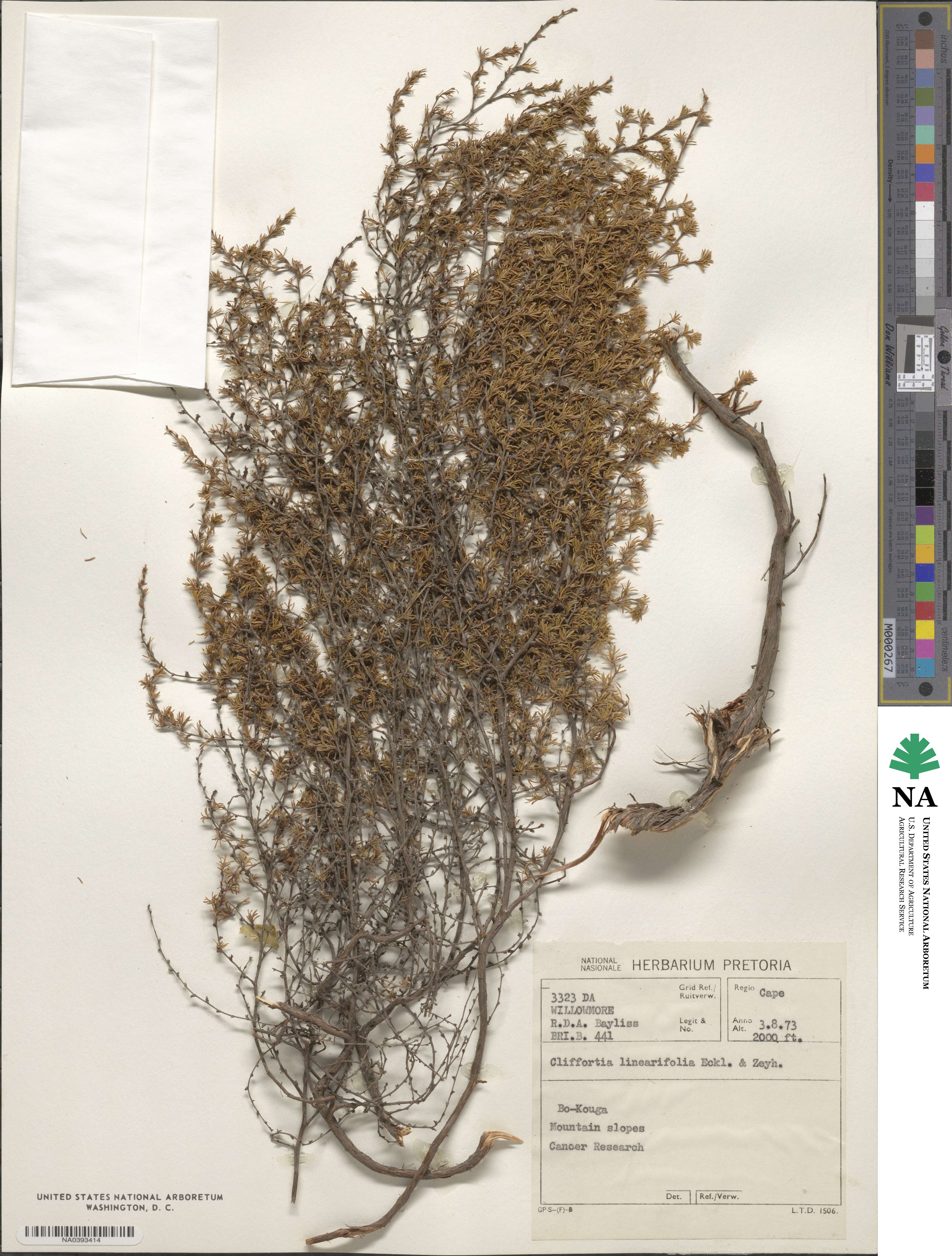 Cliffortia linearifolia image