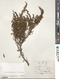 Cliffortia linearifolia image