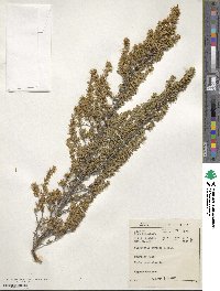 Cliffortia stricta image