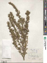 Cliffortia strobilifera image