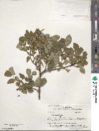 Rosa acicularis image