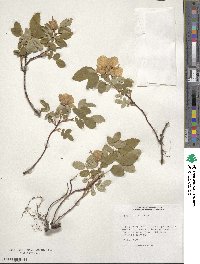 Rosa acicularis image