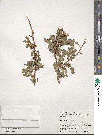 Rosa acicularis image