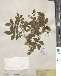 Rosa acicularis image