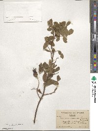 Rosa acicularis image