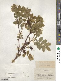 Rosa acicularis image