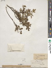 Rosa acicularis image