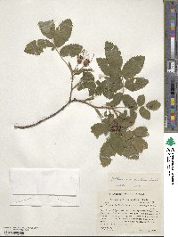 Rosa acicularis image