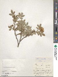 Rosa acicularis image