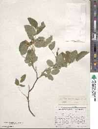 Rosa acicularis image