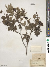 Rosa acicularis image