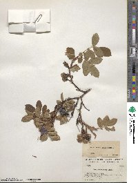 Rosa acicularis image