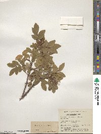 Rosa acicularis image