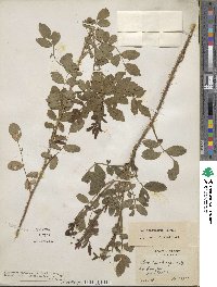 Rosa acicularis image