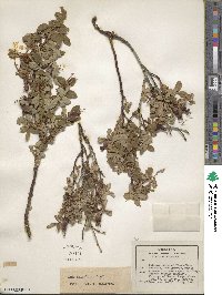 Rosa acicularis image