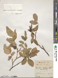 Rosa acicularis image