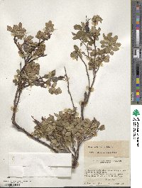 Rosa acicularis image