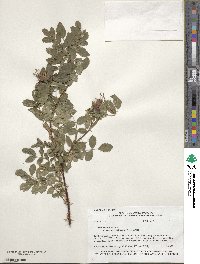 Rosa acicularis image