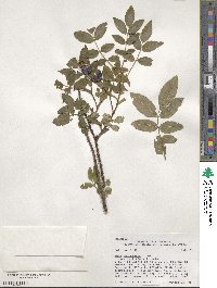 Rosa acicularis image