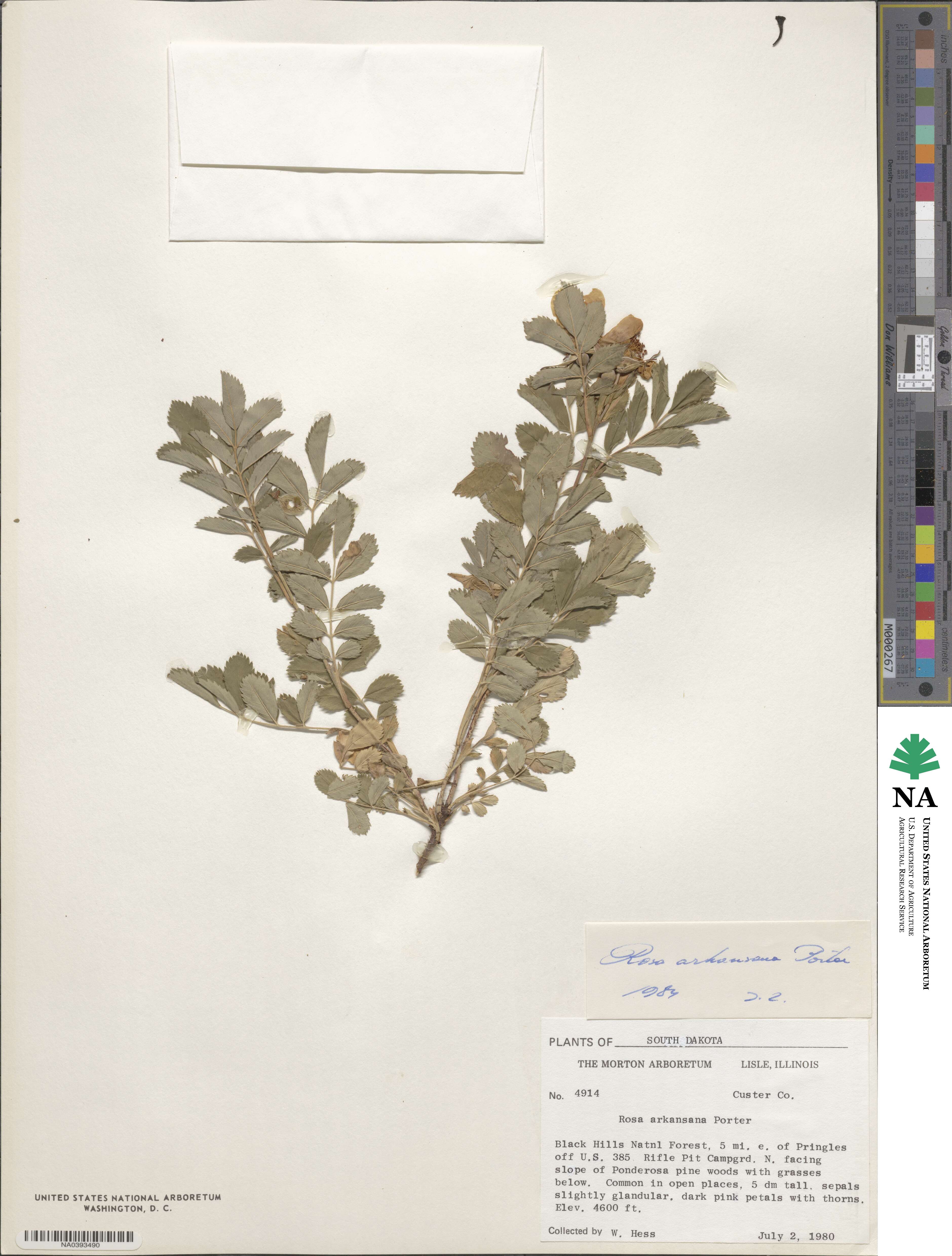 Rosa arkansana image