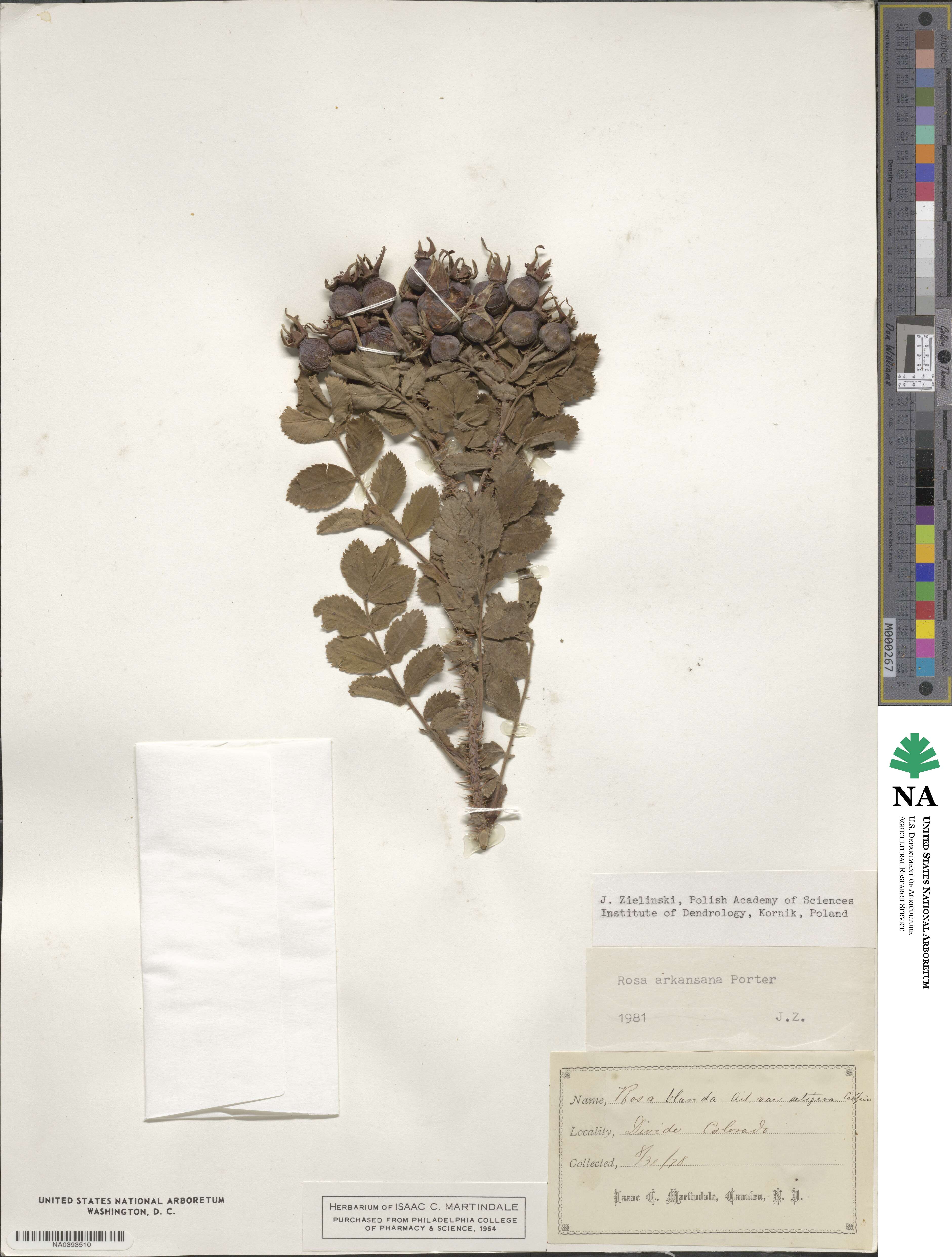 Rosa arkansana image