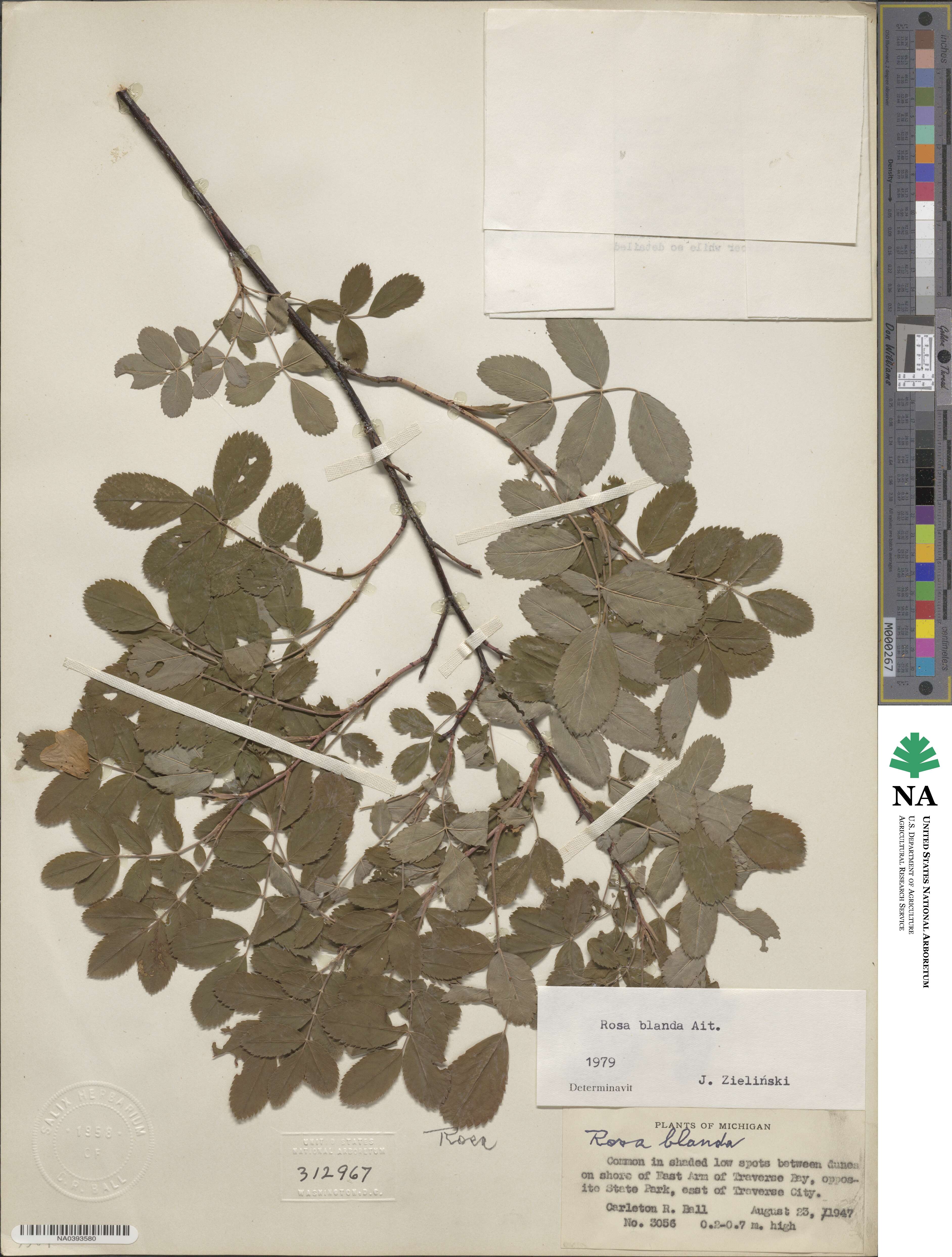 Rosa blanda image
