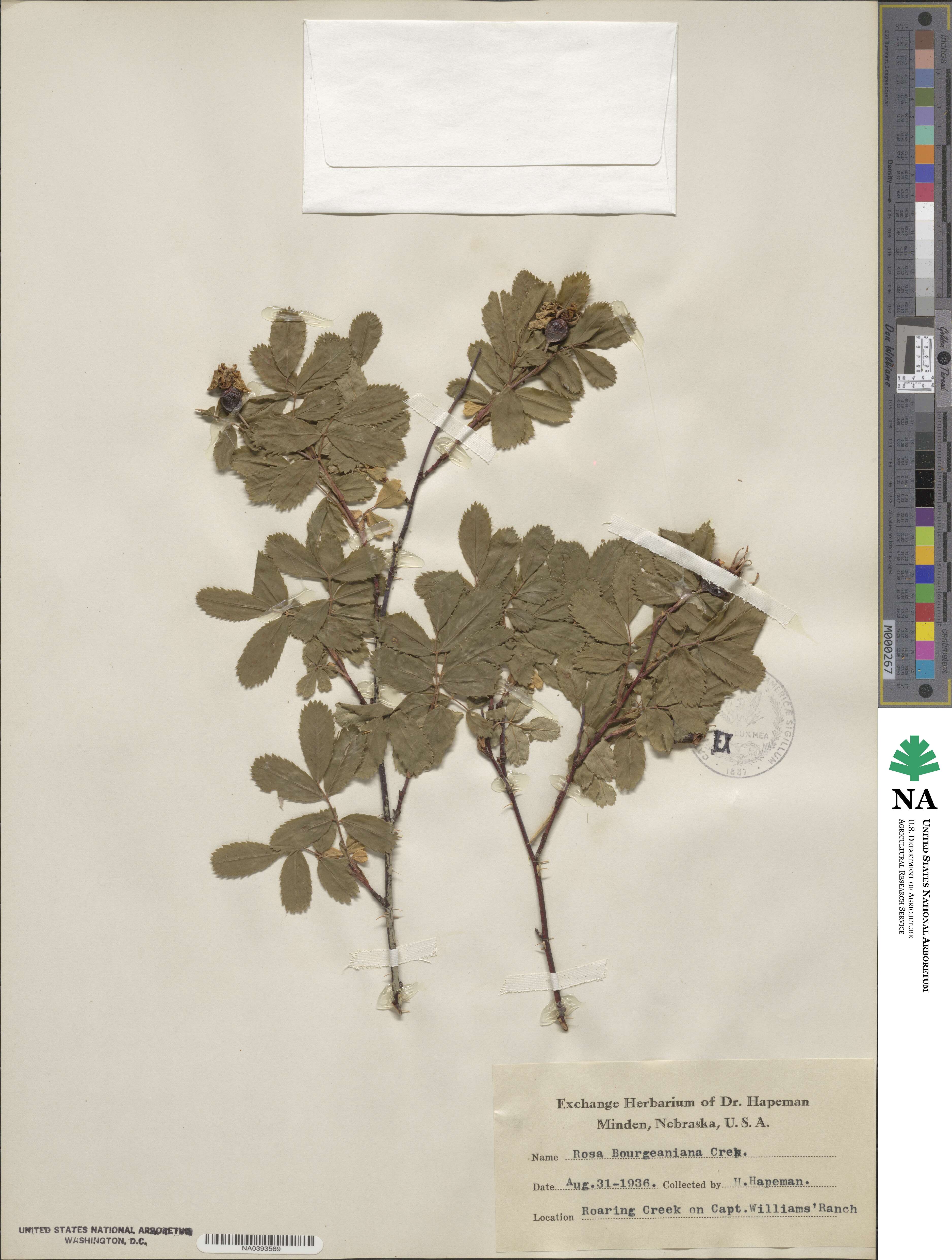 Rosa acicularis subsp. sayi image