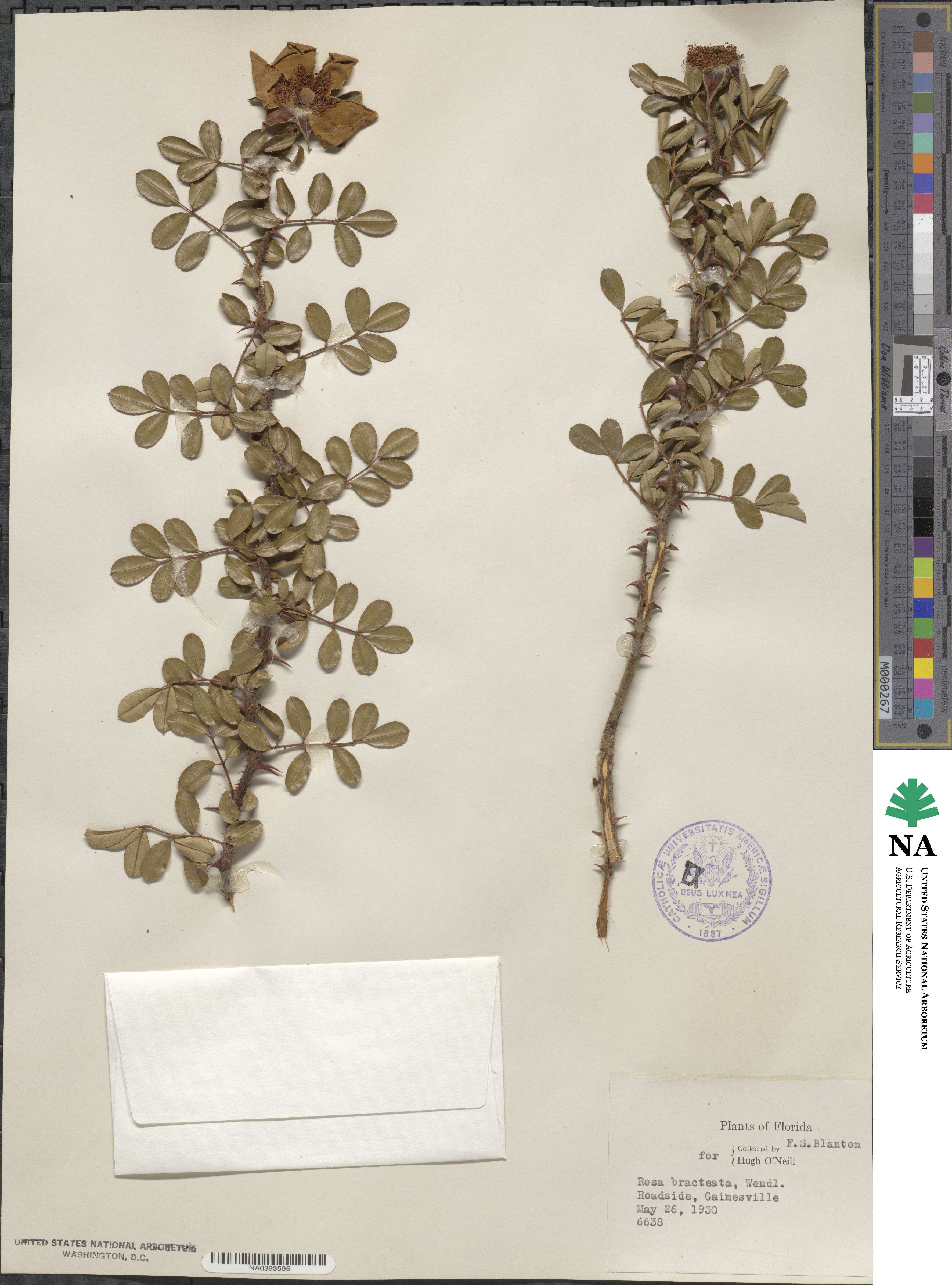 Rosa bracteata image