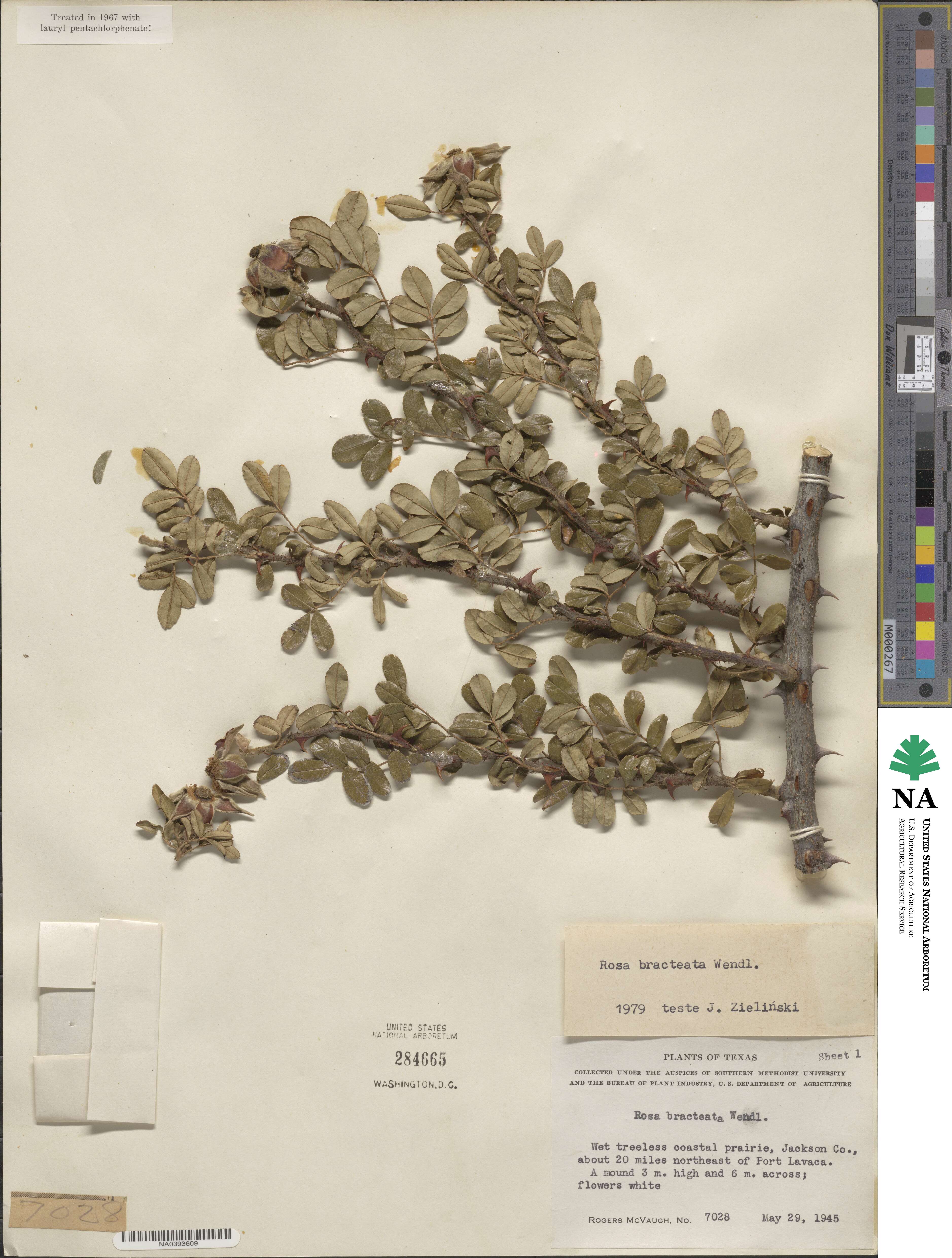 Rosa bracteata image
