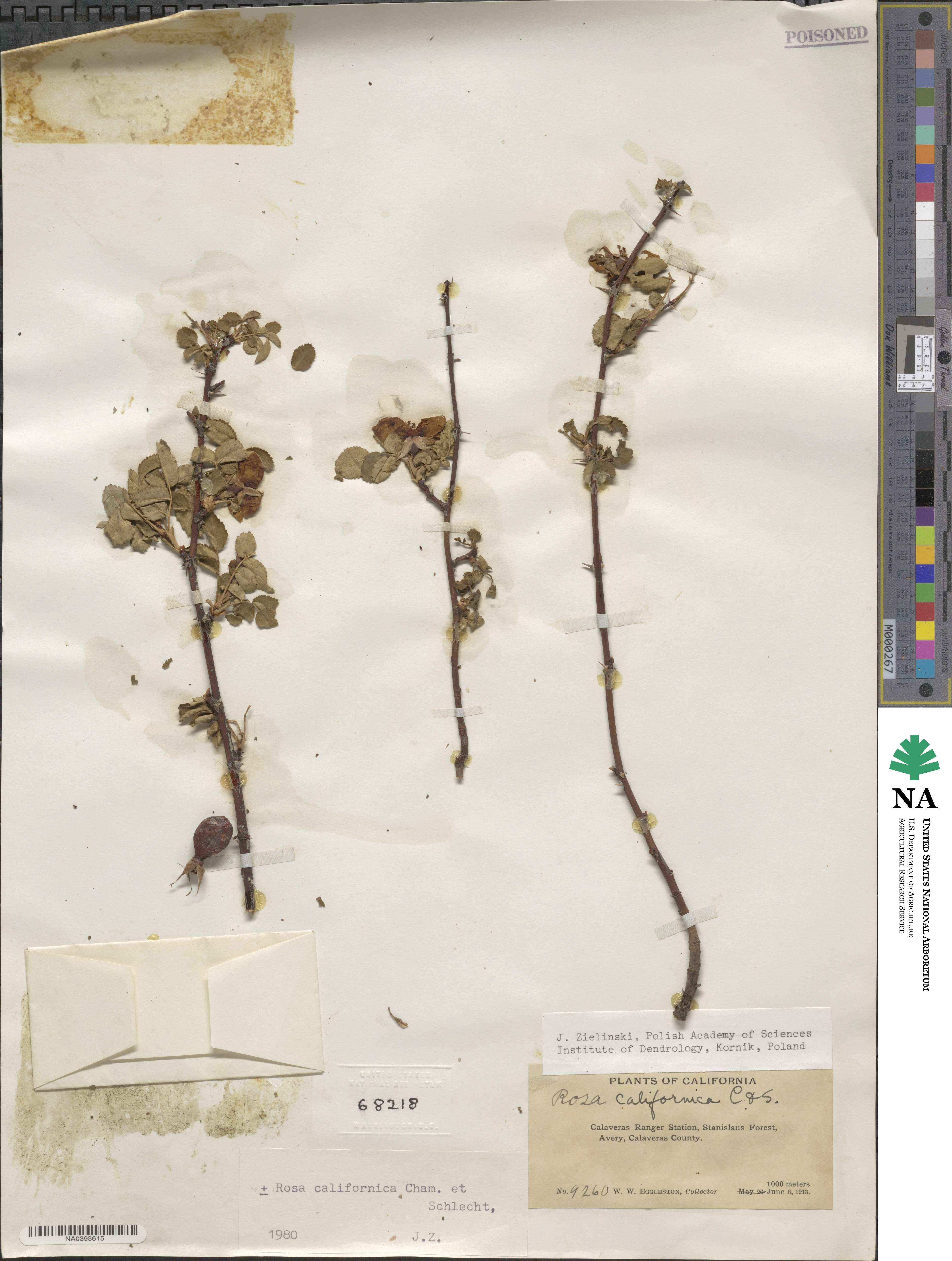 Rosa californica image