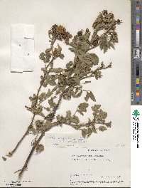 Rosa californica image