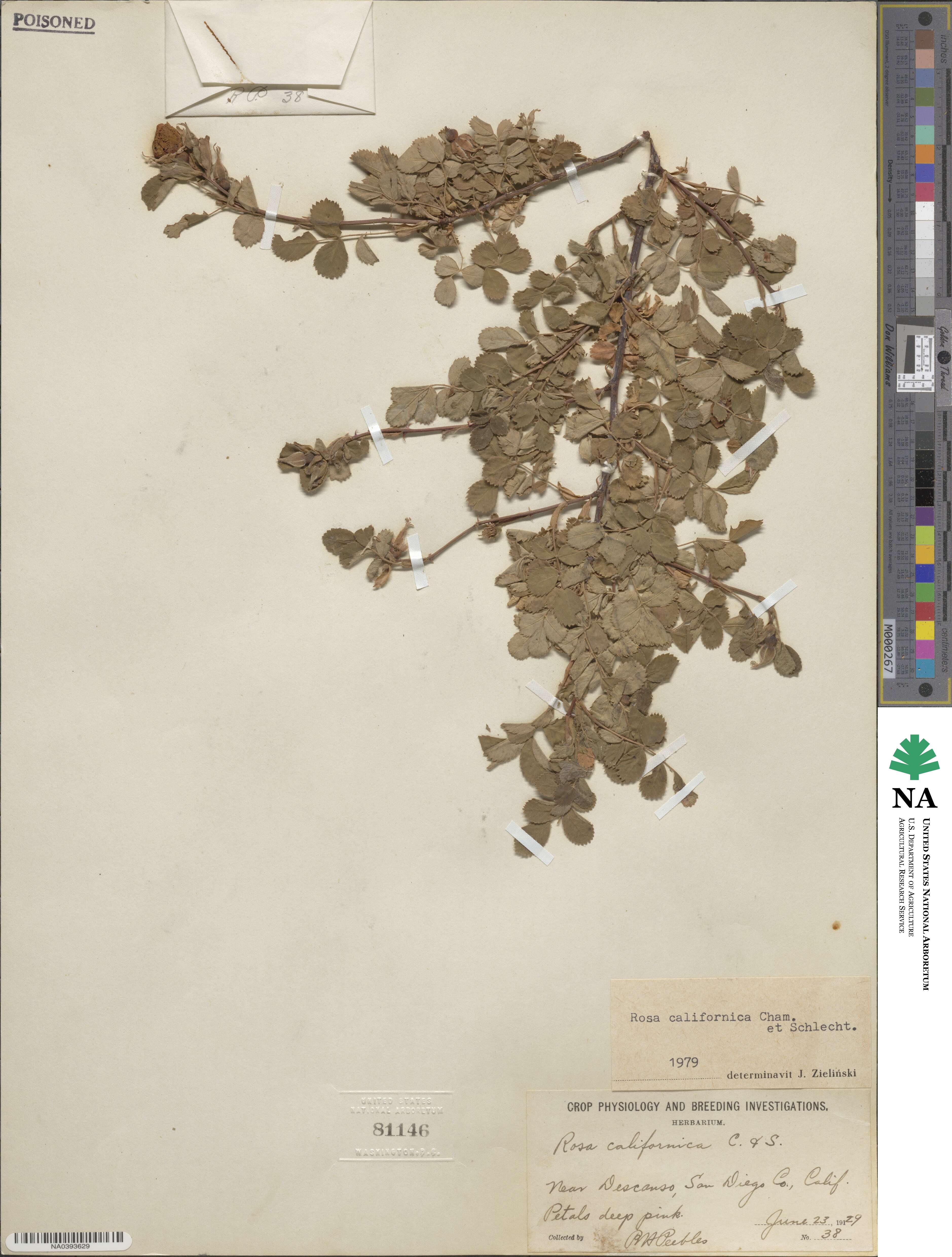 Rosa californica image